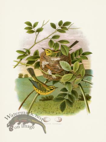 Thomas Gentry Bird 33